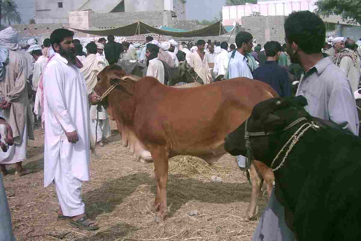 Eid Ul Adha Animal
